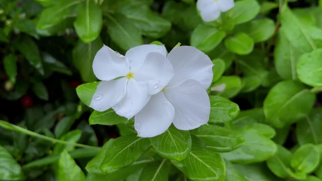 下雨天，绿叶中的白花，花瓣上有水滴视频下载