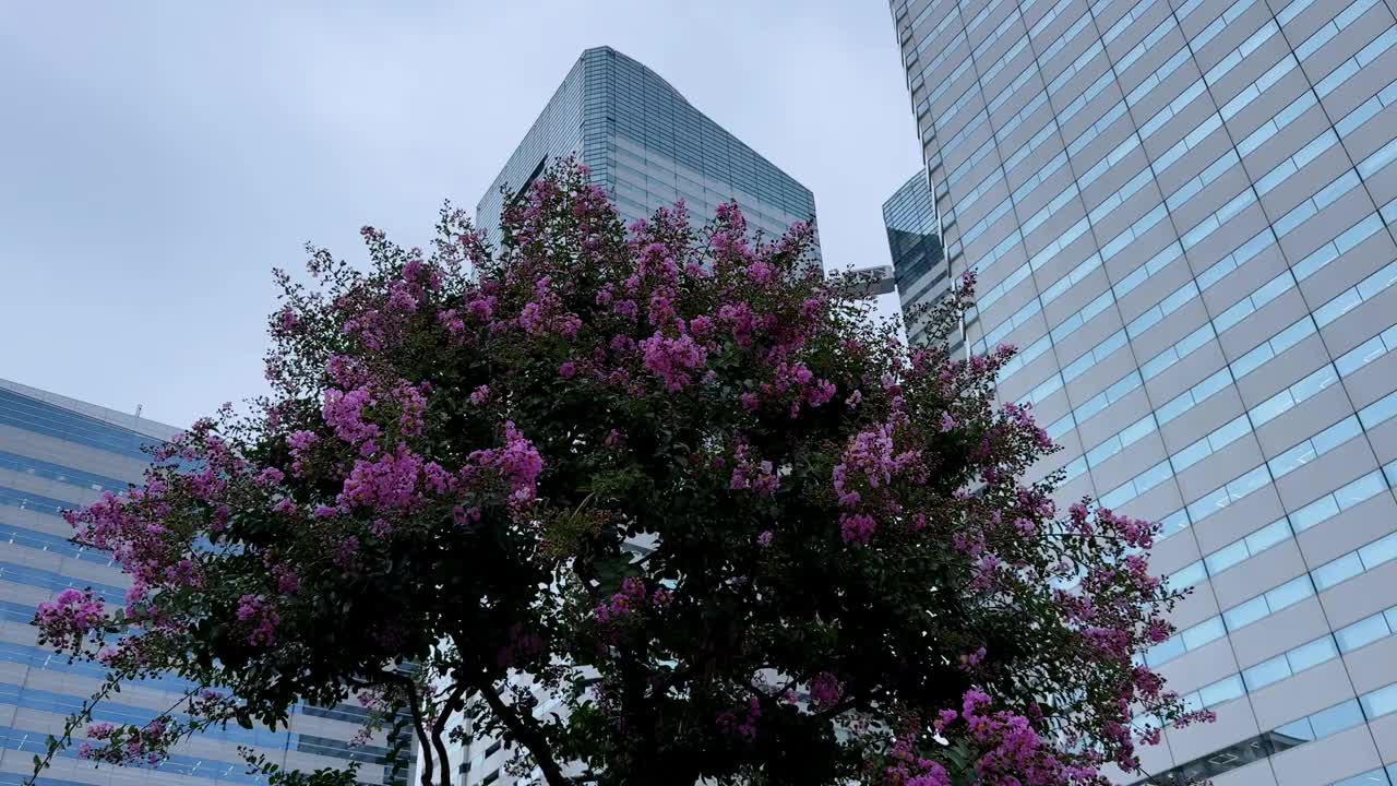 在东京晴美，一棵盛开着粉红色花朵的树矗立在现代玻璃摩天大楼之间视频素材