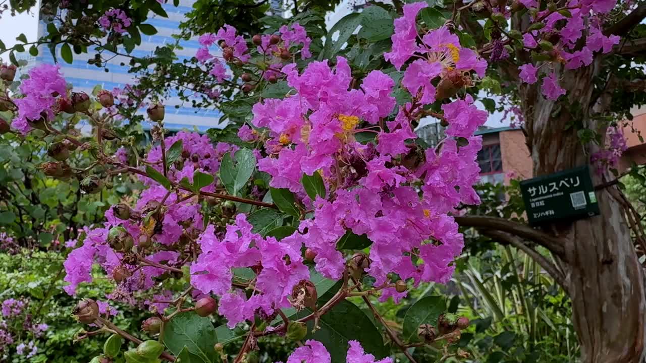 在郁郁葱葱的花园里，明亮的粉红色花朵盛开在树上，背景是城市建筑视频素材