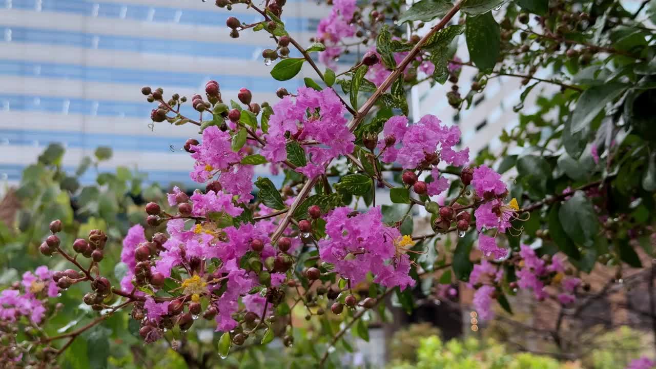 东京晴美市的一座城市花园中盛开着粉红色的花朵，背景中可以看到建筑物视频下载