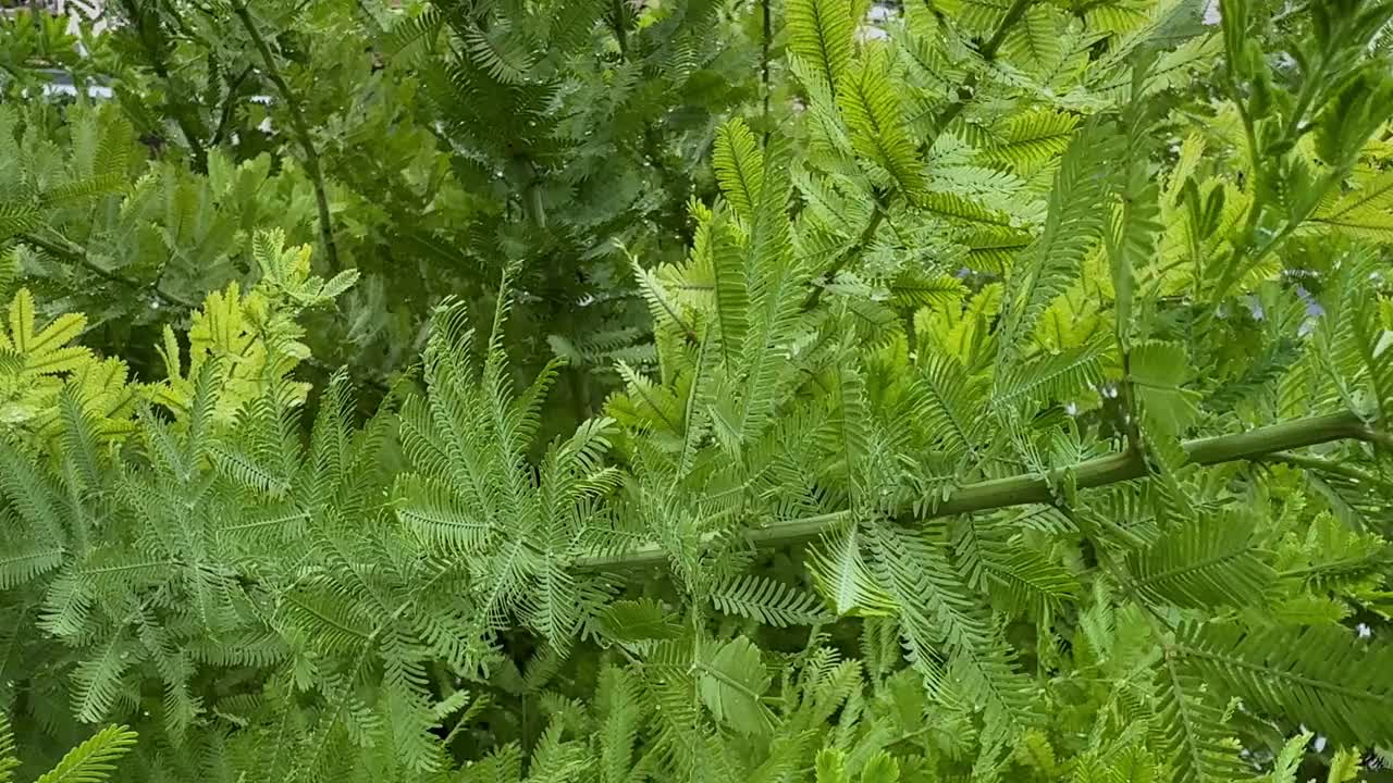 东京户外，郁郁葱葱的绿叶和精致的蕨类叶子轻轻摇曳视频下载