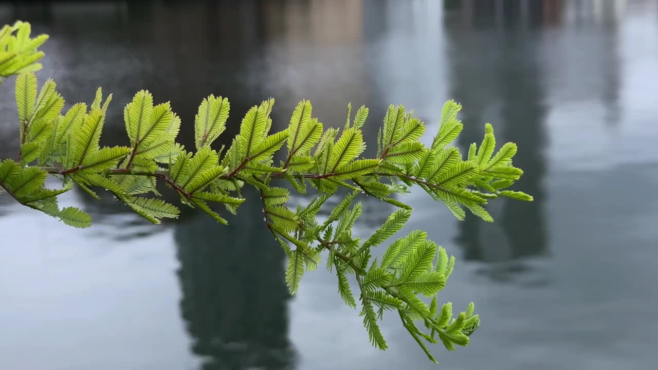 在平静的一天，东京晴美，一根绿色的树枝延伸到平静的水面上视频素材