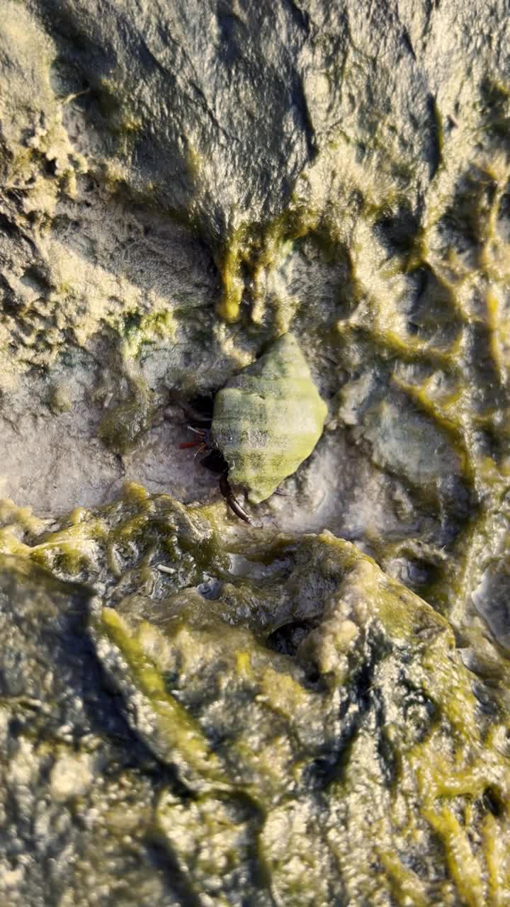 寄居蟹在潮池旁的湿沙中游弋，概念海岸海洋生物宁静的环境魅力视频素材