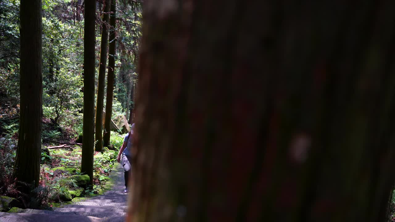 一名女子在白天被高大的树木包围的张家界森林里徒步旅行。平移镜头视频素材