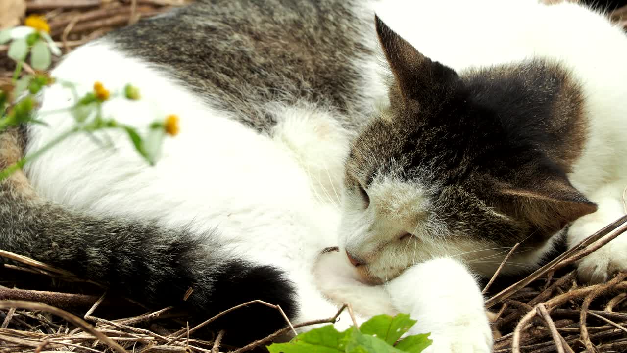 一只流浪猫躺在草地上视频素材