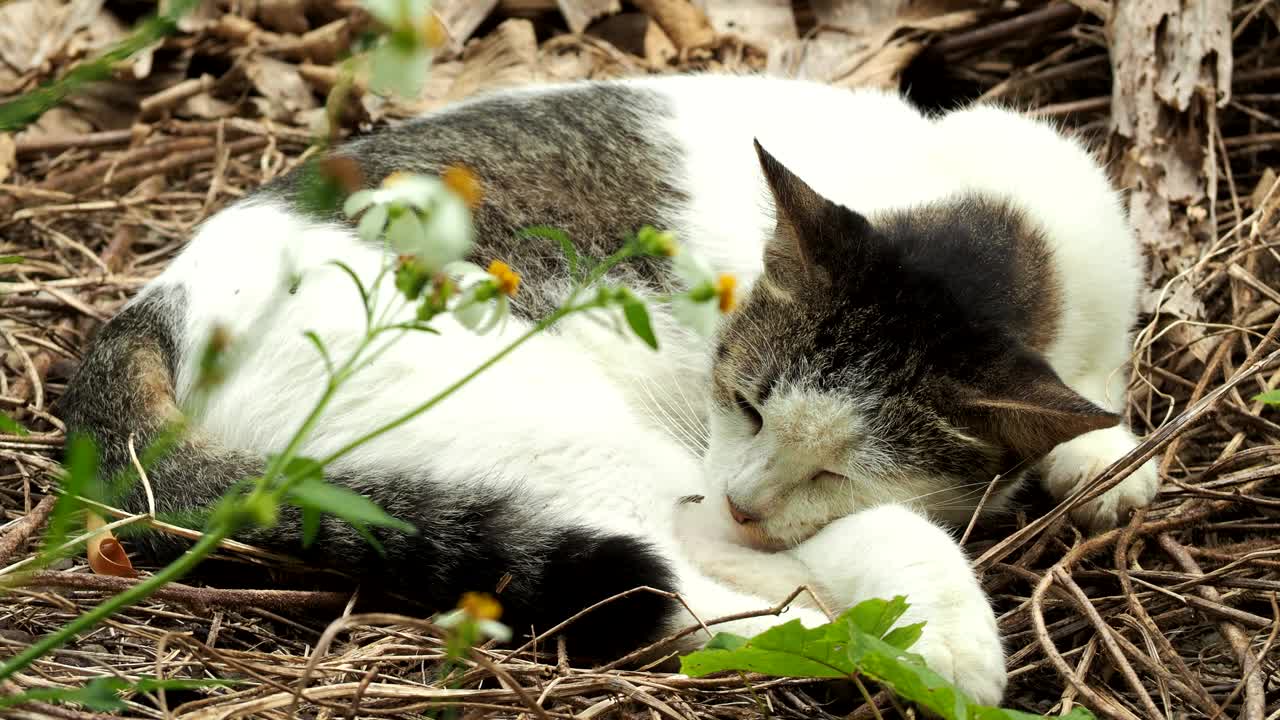 一只流浪猫躺在草地上视频素材