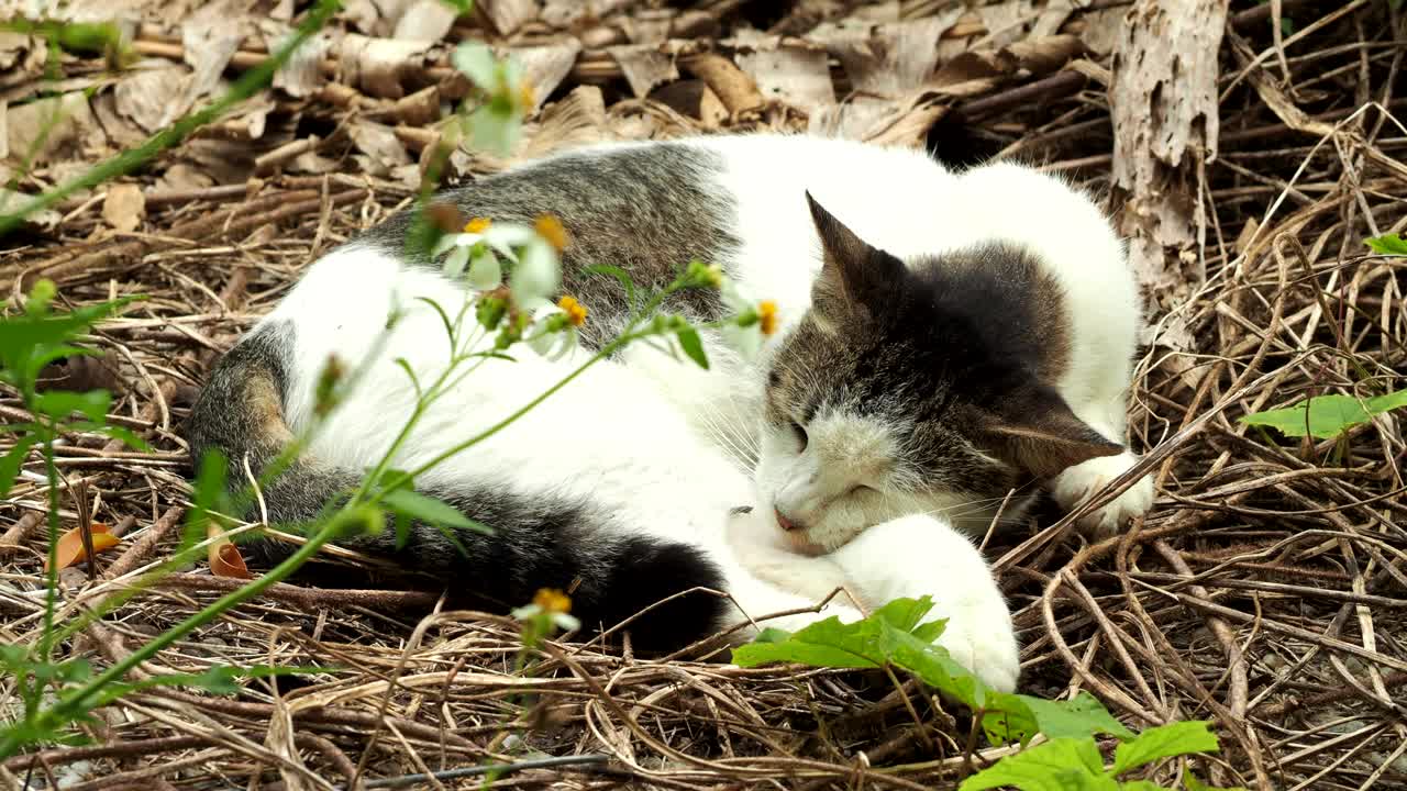 一只流浪猫躺在草地上视频素材