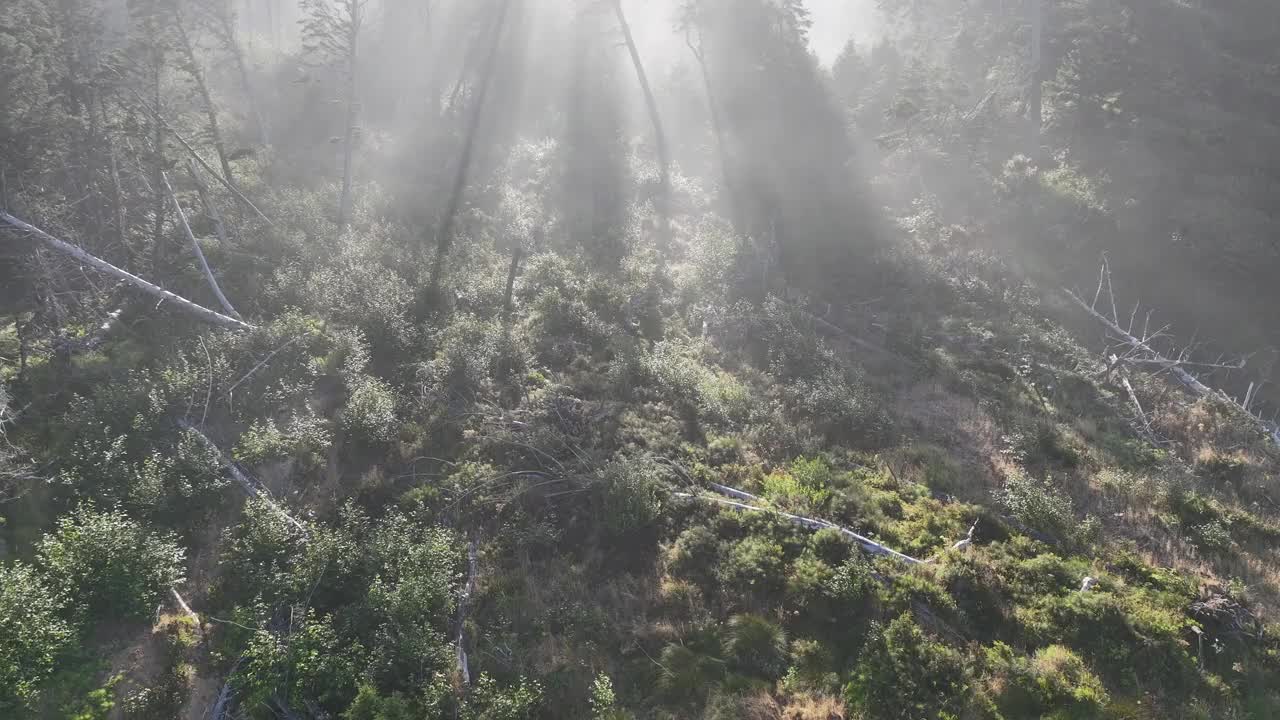 鸟瞰风景秀丽的俄勒冈州海岸线和早晨的阳光视频素材