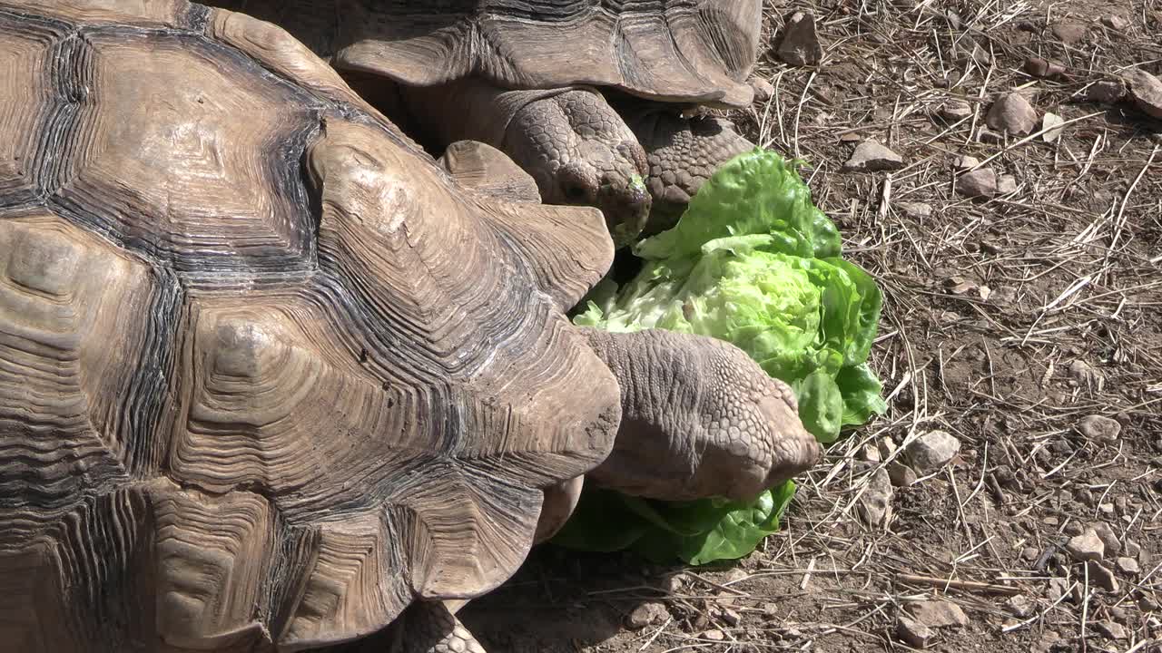 陆龟进食，特写视频下载