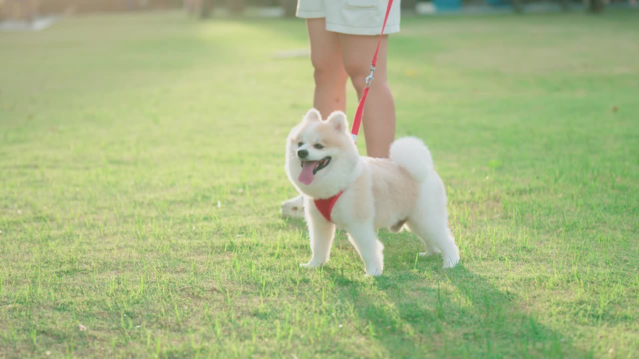 可爱毛茸茸的博美犬和它的主人一起散步视频素材