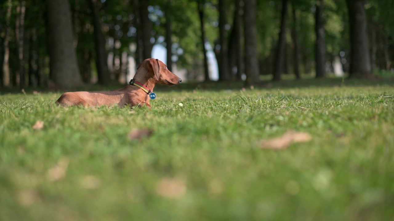 在一个阳光明媚的日子里，一只可爱的腊肠犬走过一个绿树成荫的公园。户外拍摄捕捉狗顽皮的运动和自然。视频素材