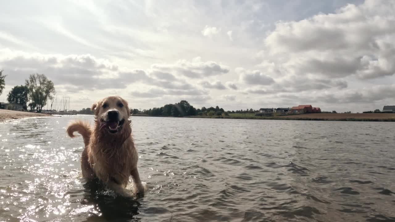 年轻的金毛猎犬在海滩上奔跑视频素材