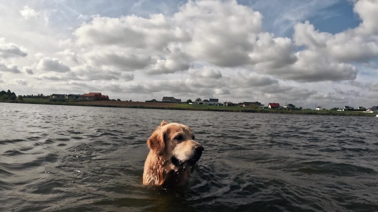 年轻的金毛猎犬在水里游泳和玩耍视频素材