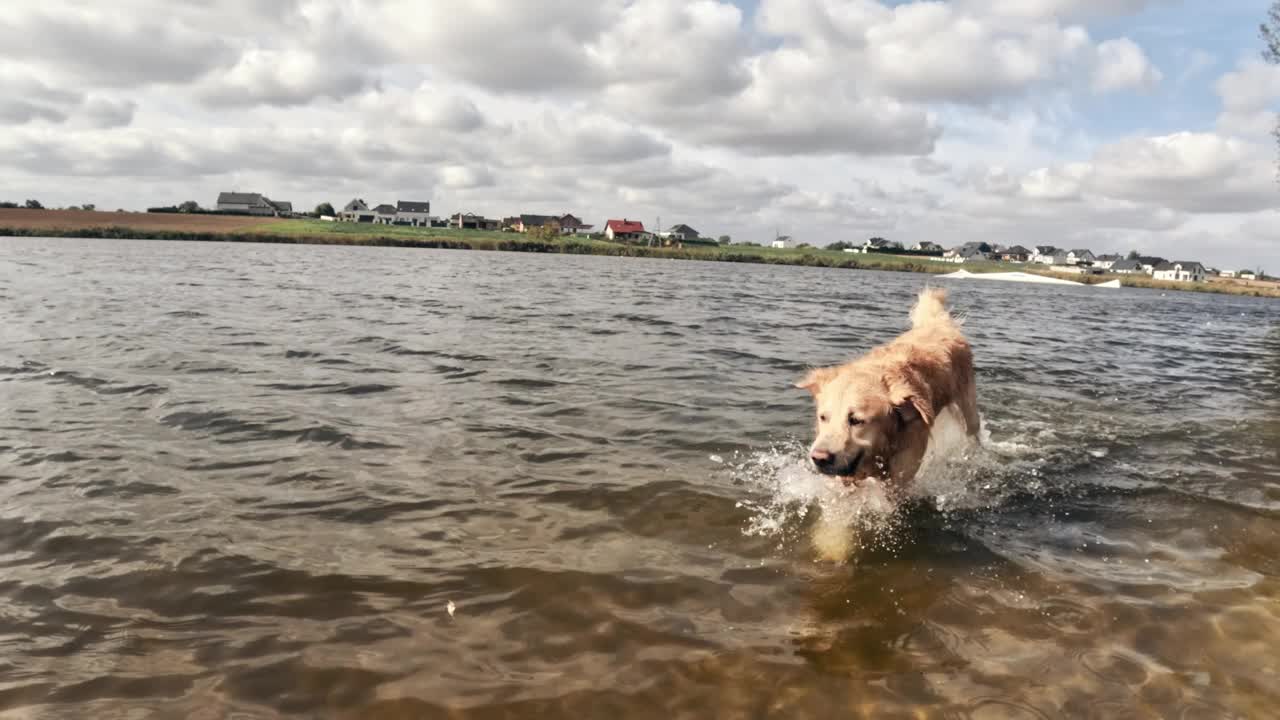 一只年轻的金毛猎犬在海滩上的水里奔跑视频素材