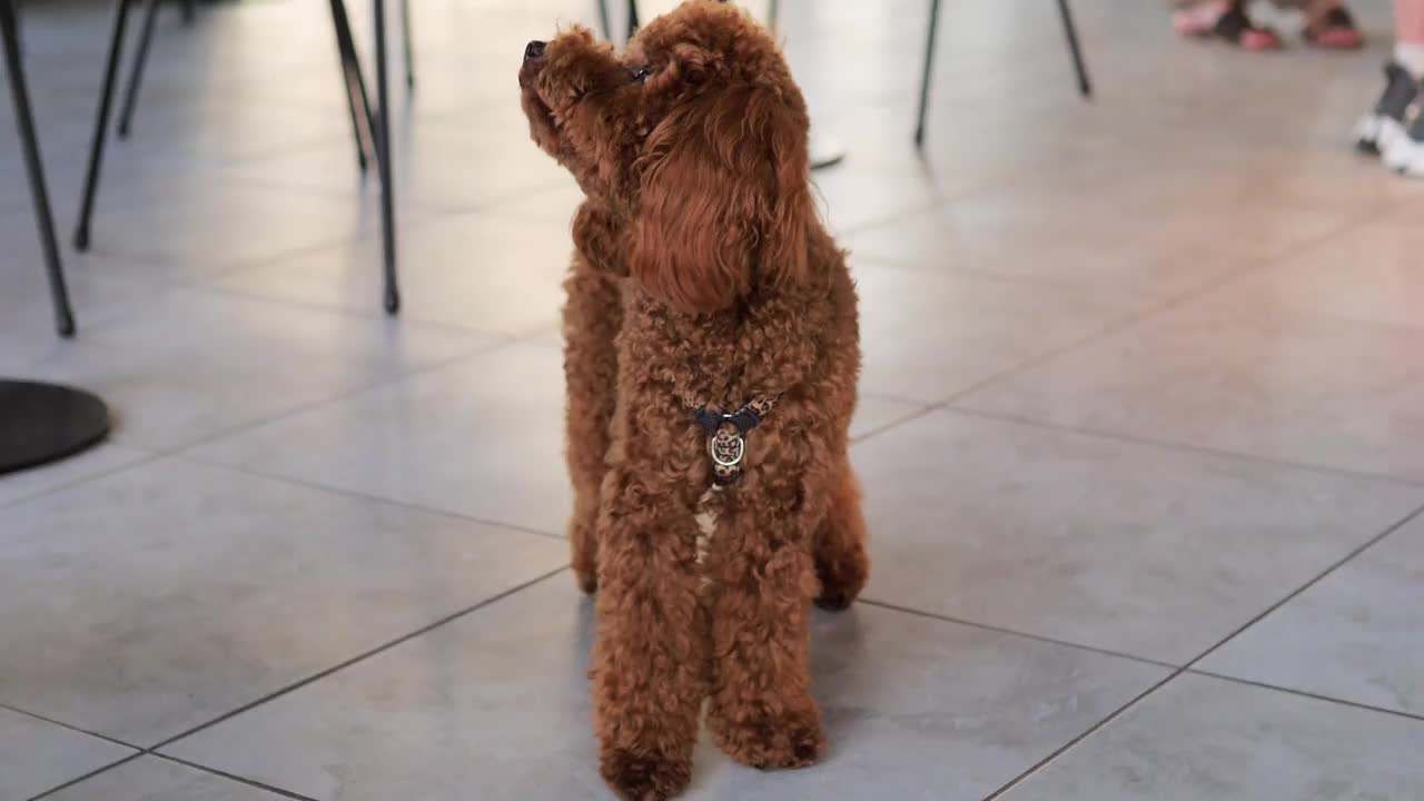 棕色的小猎犬站在瓷砖地板上，象征着宠物给我们的生活带来的快乐。这段视频强调了拥有忠诚的毛茸茸的朋友在你身边所带来的幸福和陪伴。视频素材