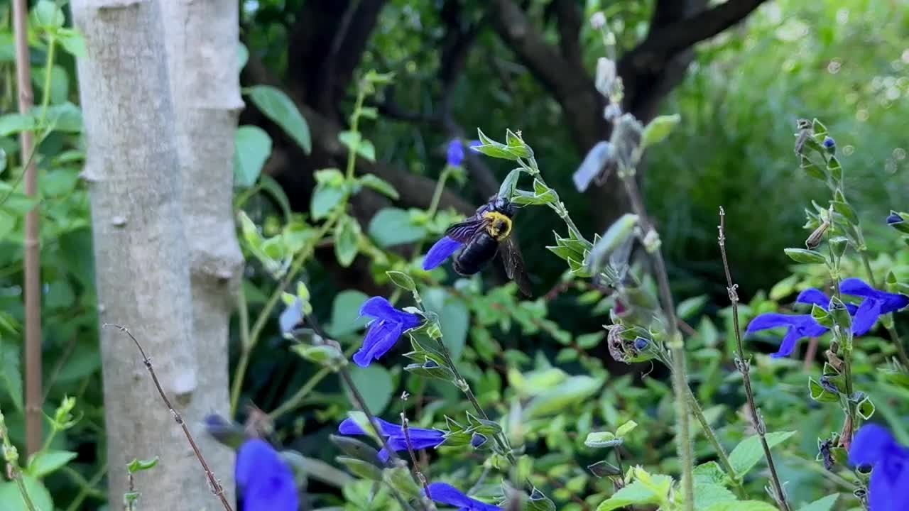 紫色的花朵在郁郁葱葱的花园中轻轻地摇曳，背景是树木视频下载