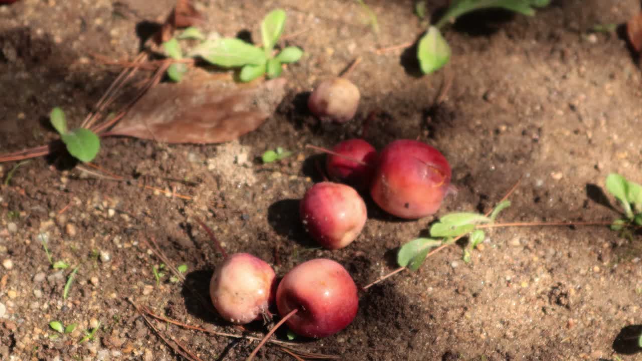 一棵观赏花苹果树倒在地上。视频下载