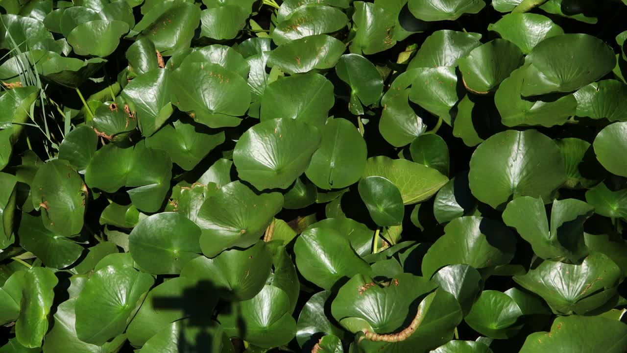 绿荷叶铺满了池塘。视频下载