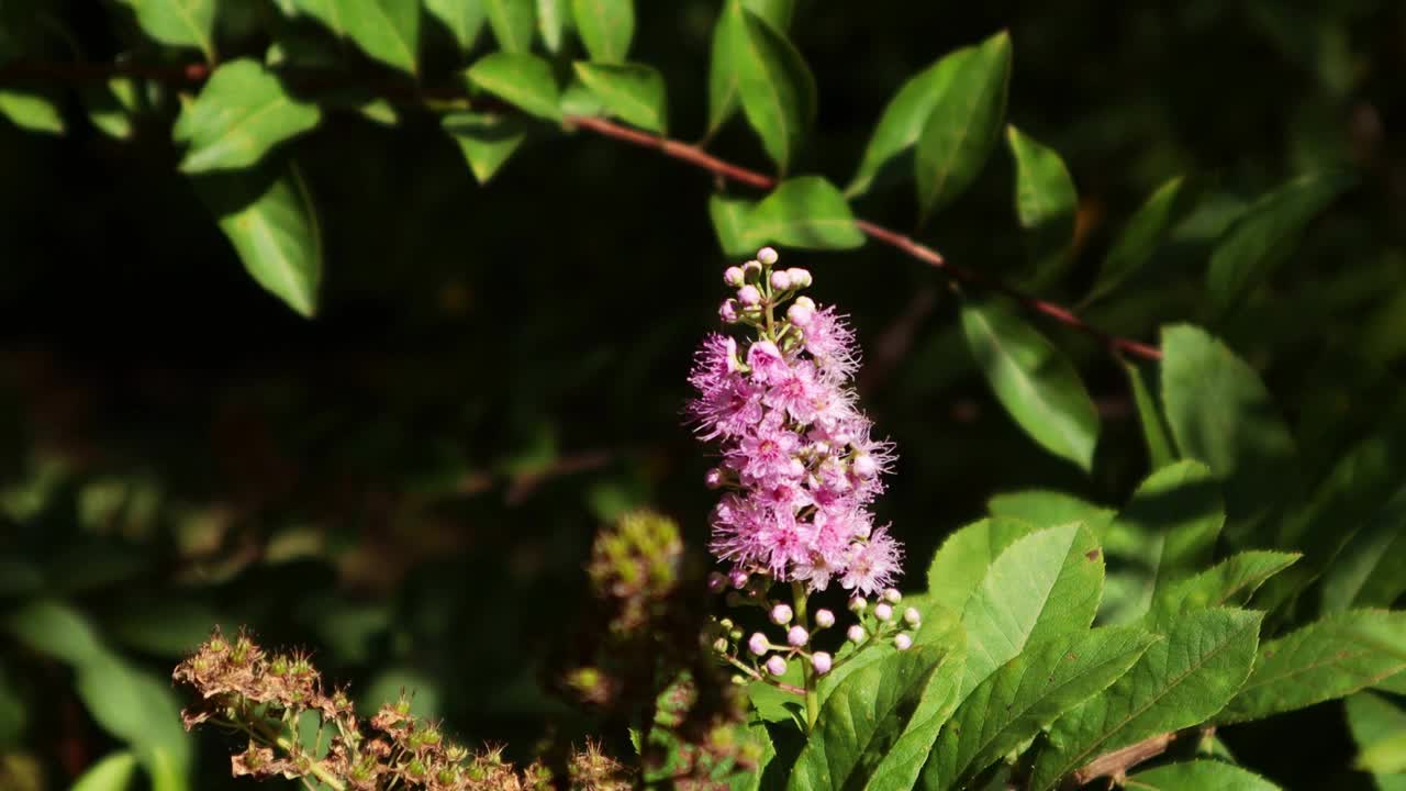 绣线菊开紫色的花。视频素材