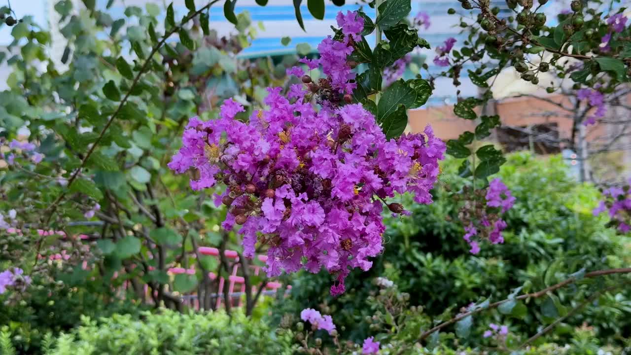 在一个阳光明媚的日子里，充满活力的粉红色花朵在花园里盛开，树叶绿叶视频下载