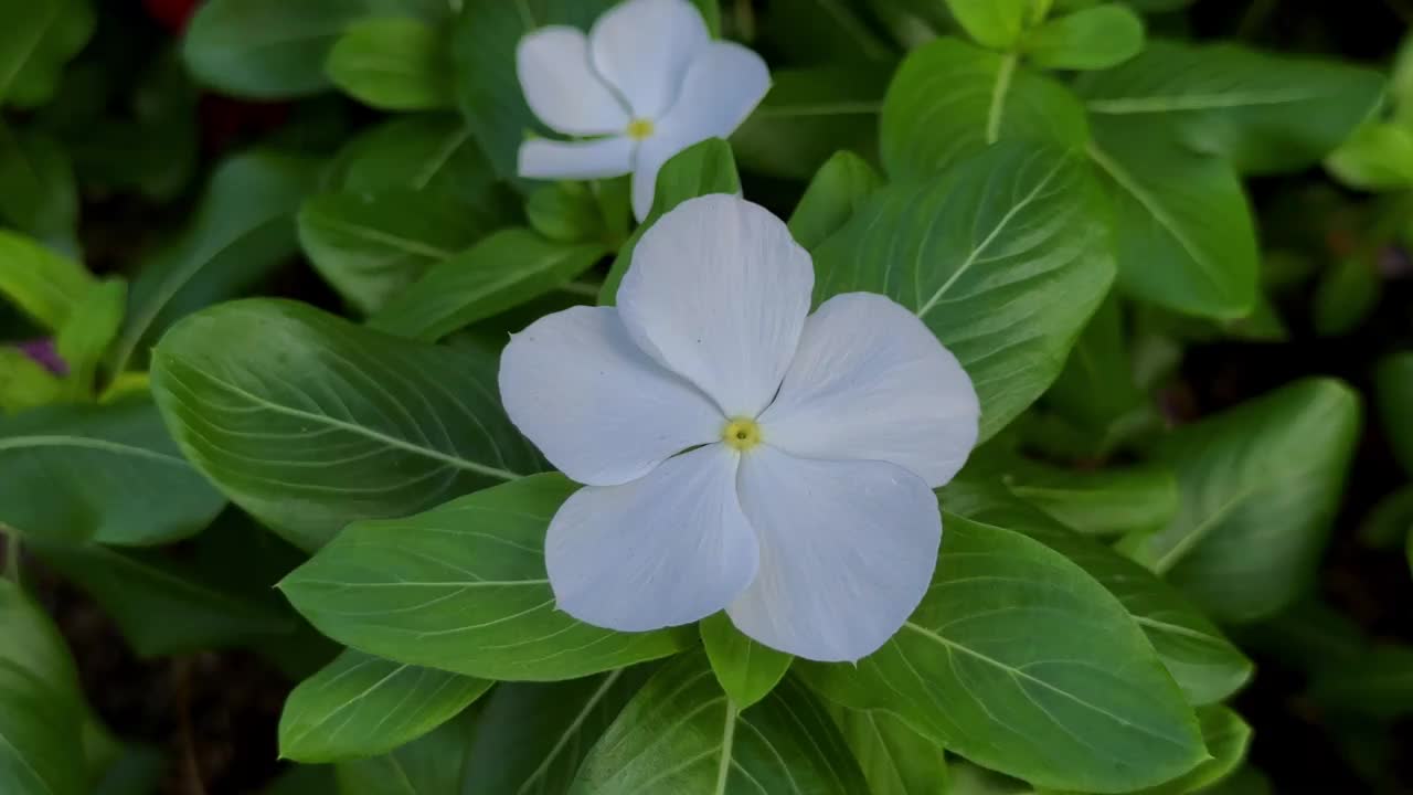 白色的花朵被葱郁的绿叶包围，白天拍摄，特写视频下载