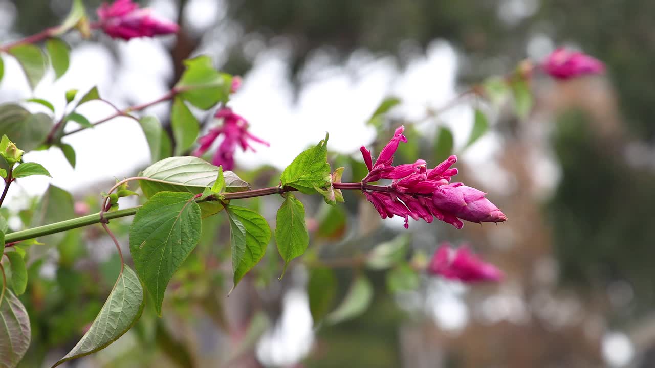 墨尔本花园盛开的花朵视频素材