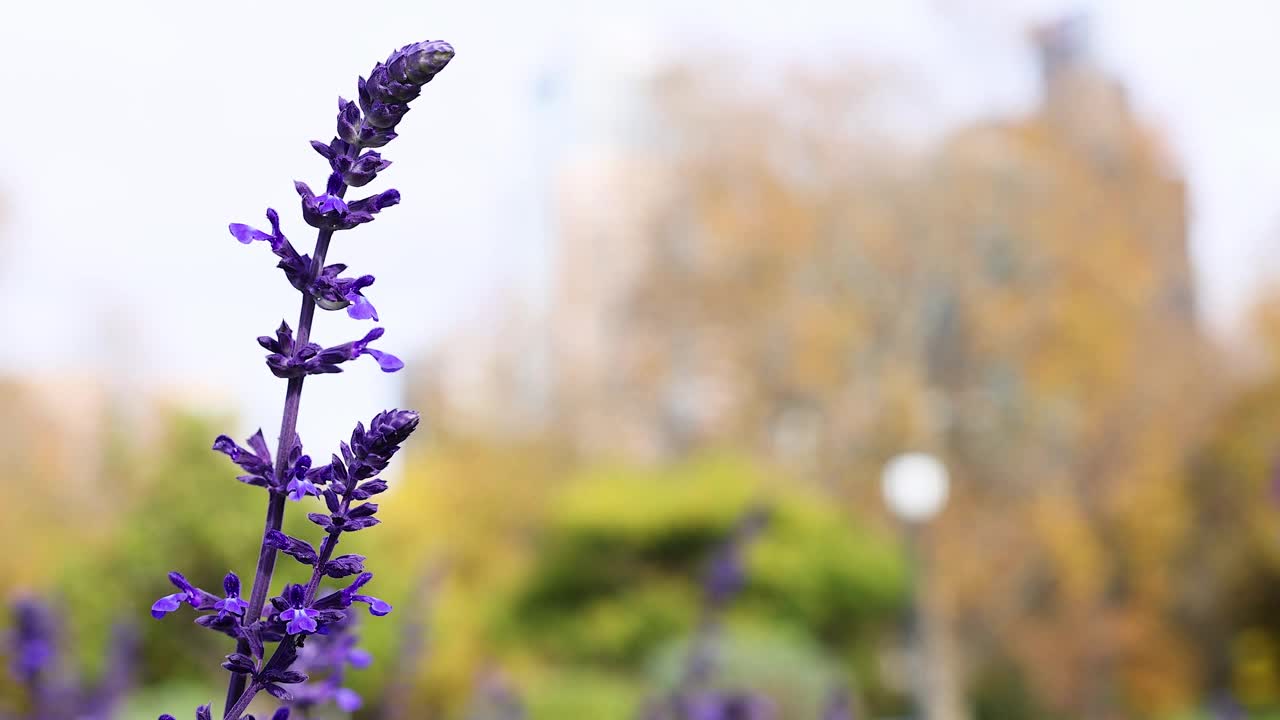 墨尔本公园的薰衣草花视频素材