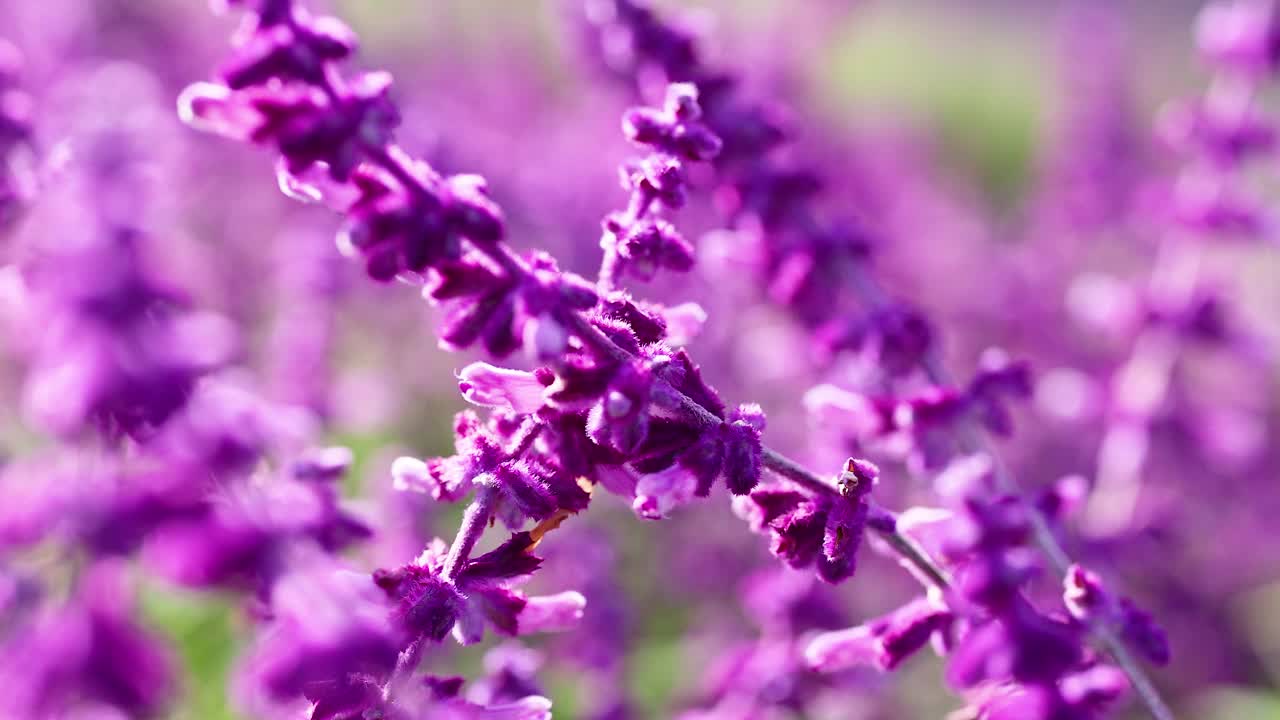 盛开的紫色鼠尾草花视频素材