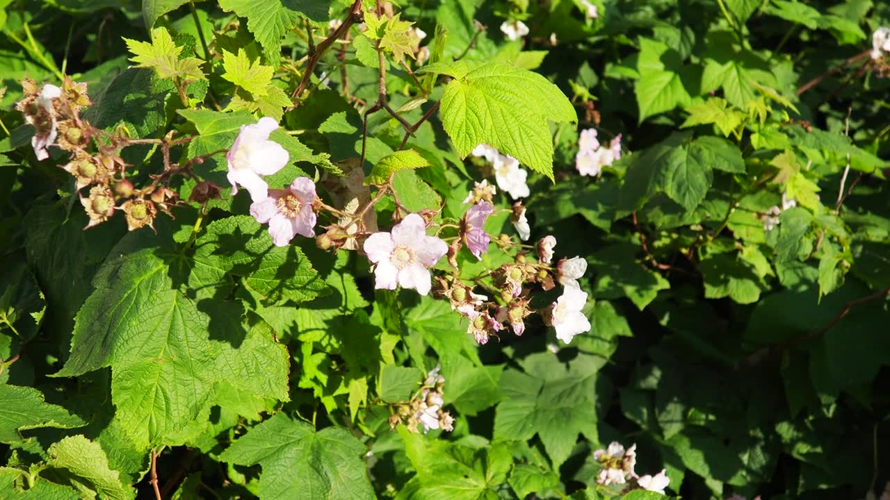 Rubus odoratus，紫花覆盆子，开花覆盆子，或弗吉尼亚覆盆子，蔷薇属的一种，原产于北美东部。花有五片品红色的花瓣，偶尔也有白色的花瓣。视频素材画面1