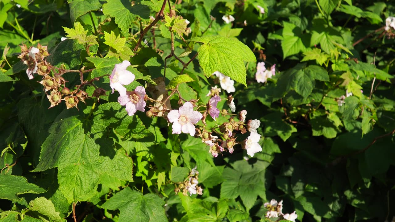 Rubus odoratus，紫花覆盆子，开花覆盆子，或弗吉尼亚覆盆子，蔷薇属的一种，原产于北美东部。花有五片品红色的花瓣，偶尔也有白色的花瓣。视频素材画面2