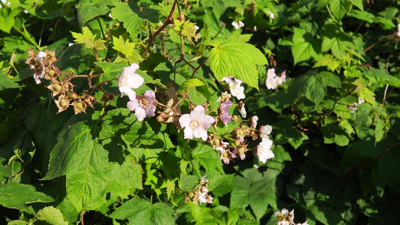 Rubus odoratus，紫花覆盆子，开花覆盆子，或弗吉尼亚覆盆子，蔷薇属的一种，原产于北美东部。花有五片品红色的花瓣，偶尔也有白色的花瓣。视频素材画面3