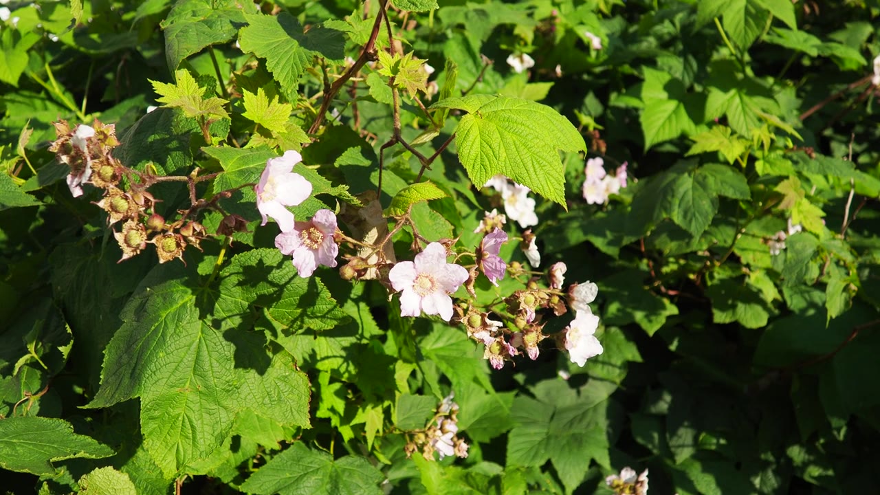 Rubus odoratus，紫花覆盆子，开花覆盆子，或弗吉尼亚覆盆子，蔷薇属的一种，原产于北美东部。花有五片品红色的花瓣，偶尔也有白色的花瓣。视频素材画面4