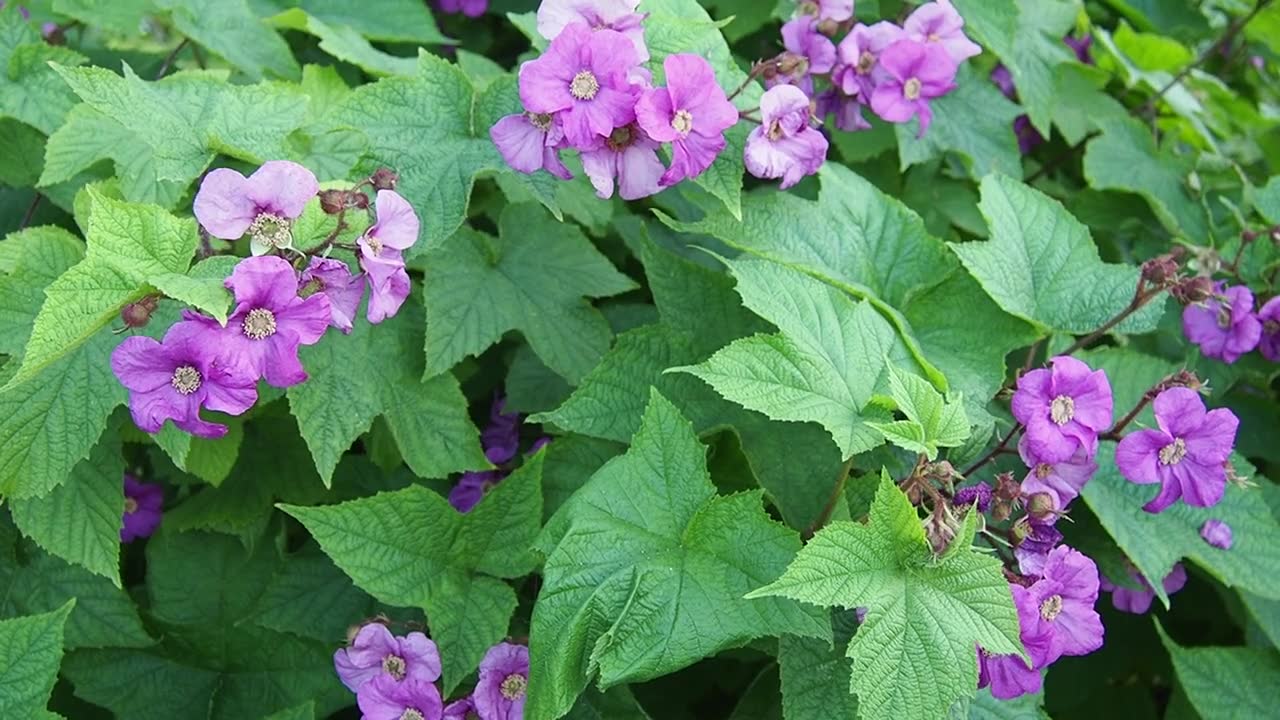 Rubus odoratus，紫花覆盆子，花覆盆子，或弗吉尼亚覆盆子，蔷薇属物种，原产于北美东部。花有五个紫红色或偶尔白色的花瓣视频素材画面1