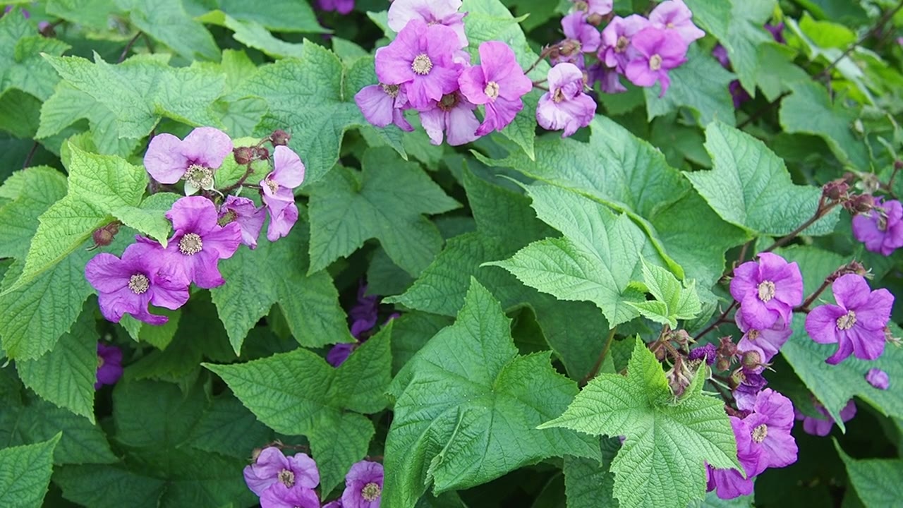Rubus odoratus，紫花覆盆子，花覆盆子，或弗吉尼亚覆盆子，蔷薇属物种，原产于北美东部。花有五个紫红色或偶尔白色的花瓣视频素材画面2