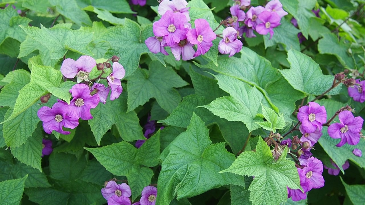 Rubus odoratus，紫花覆盆子，花覆盆子，或弗吉尼亚覆盆子，蔷薇属物种，原产于北美东部。花有五个紫红色或偶尔白色的花瓣视频素材画面3