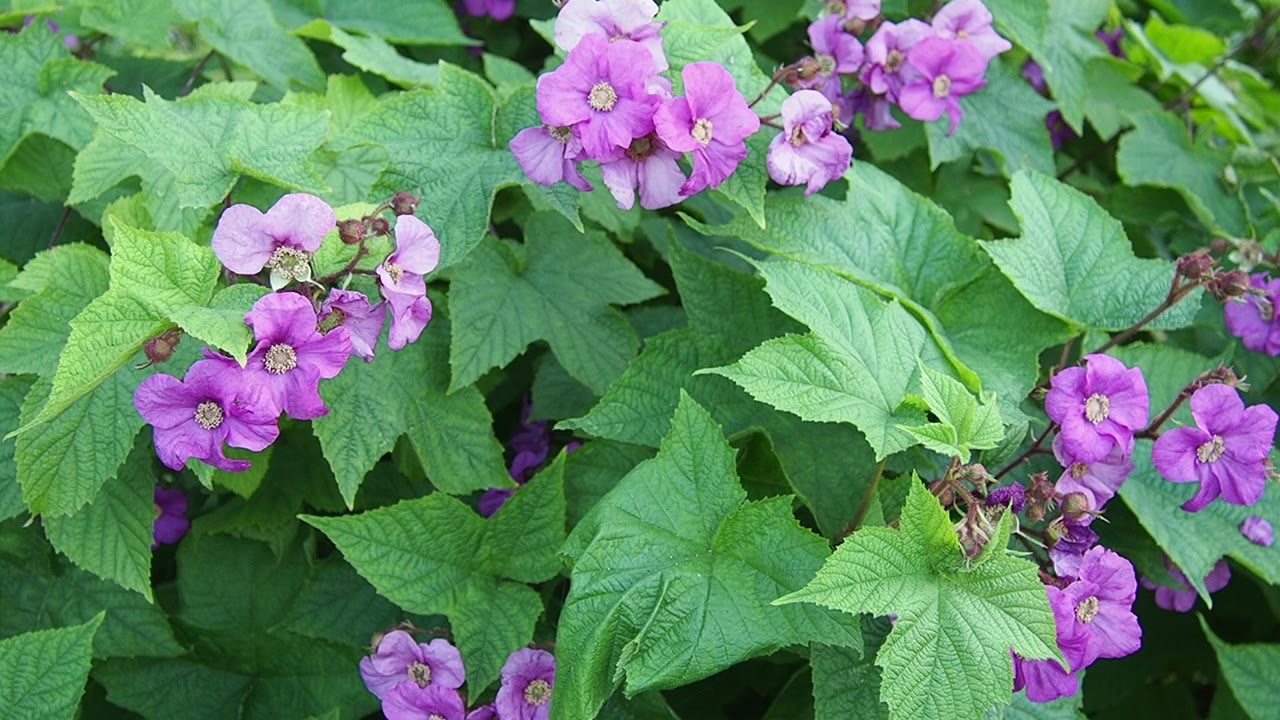 Rubus odoratus，紫花覆盆子，花覆盆子，或弗吉尼亚覆盆子，蔷薇属物种，原产于北美东部。花有五个紫红色或偶尔白色的花瓣视频素材画面4