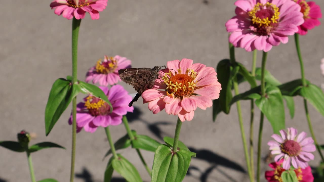 百日草与弄蝶：一只长尾弄蝶（Urbanus proteus）在百日草花上优雅地盘旋取食。拍摄于2025年11月16日，佛罗里达州。视频素材画面1