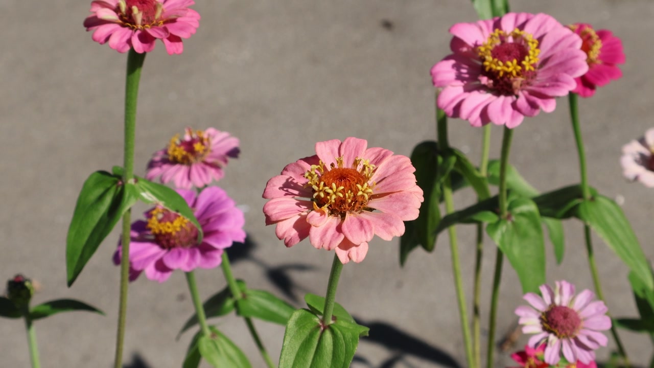 百日草与弄蝶：一只长尾弄蝶（Urbanus proteus）在百日草花上优雅地盘旋取食。拍摄于2025年11月16日，佛罗里达州。视频素材画面3