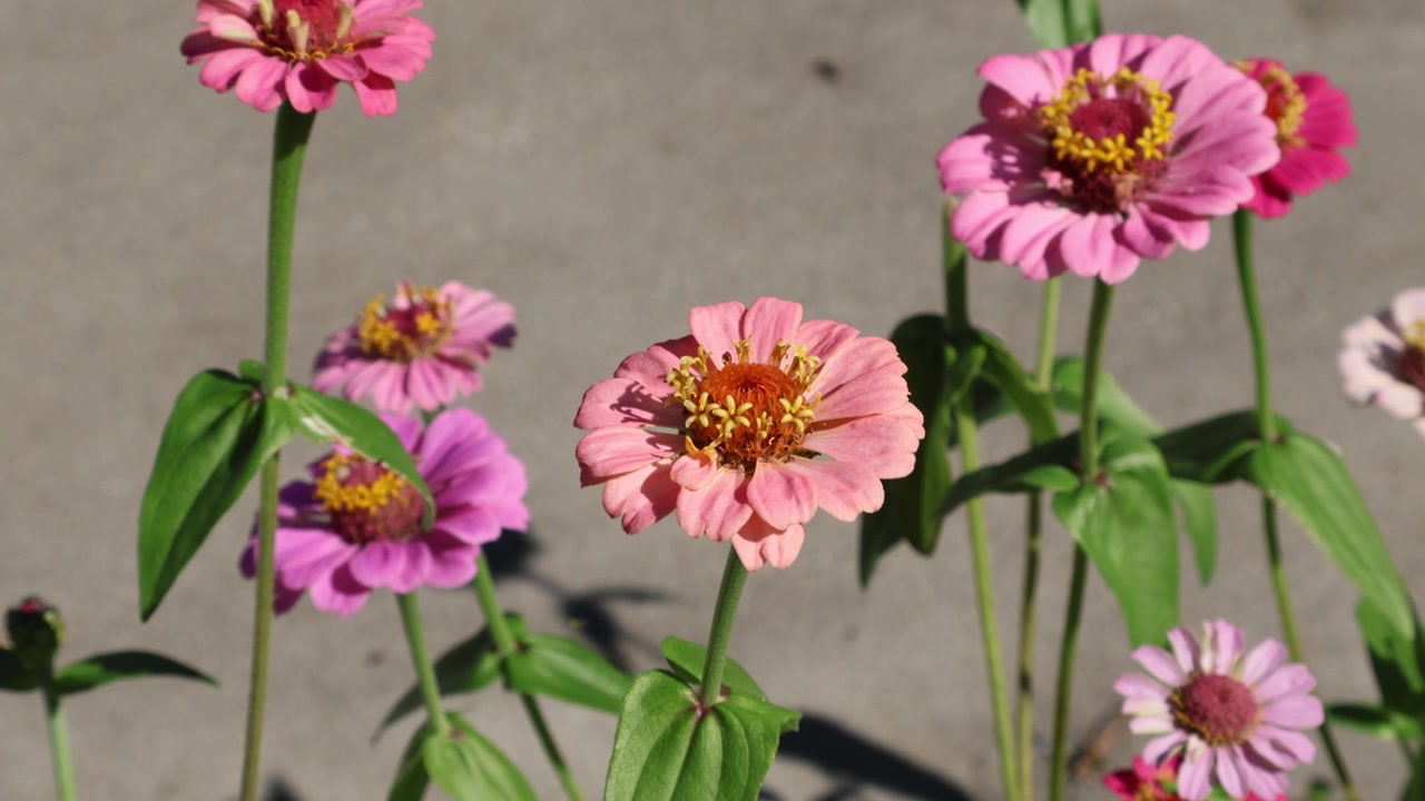百日草与弄蝶：一只长尾弄蝶（Urbanus proteus）在百日草花上优雅地盘旋取食。拍摄于2025年11月16日，佛罗里达州。视频素材画面4
