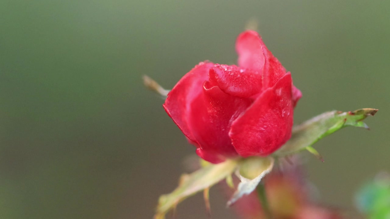 微距镜头：一朵小红玫瑰，冬季娇嫩的红色玫瑰花蕾，绿色环境，红色花瓣特写，绿色背景，蔷薇属视频素材画面2