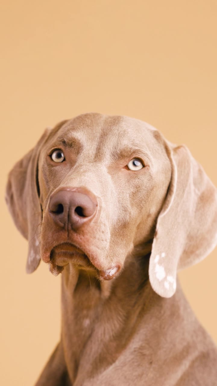 米色背景上表现力十足的魏玛犬肖像。竖版视频素材画面1