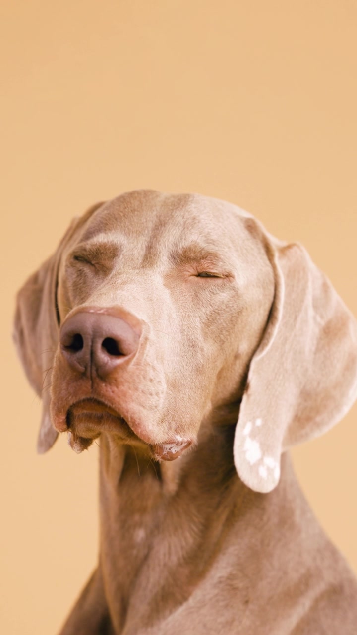 米色背景上表现力十足的魏玛犬肖像。竖版视频素材画面2
