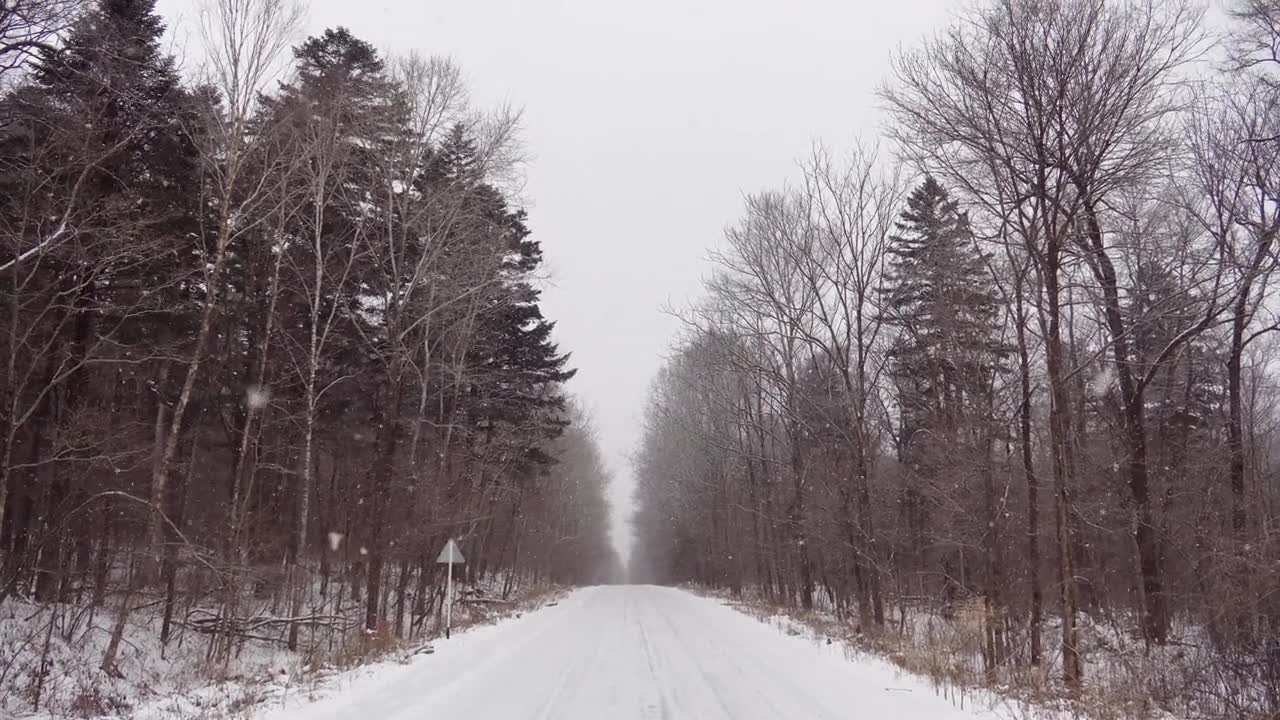 雪林视频，飘落着雪花，俄罗斯的冬季景观，位于滨海边疆区乌苏里国家保护区视频素材画面1