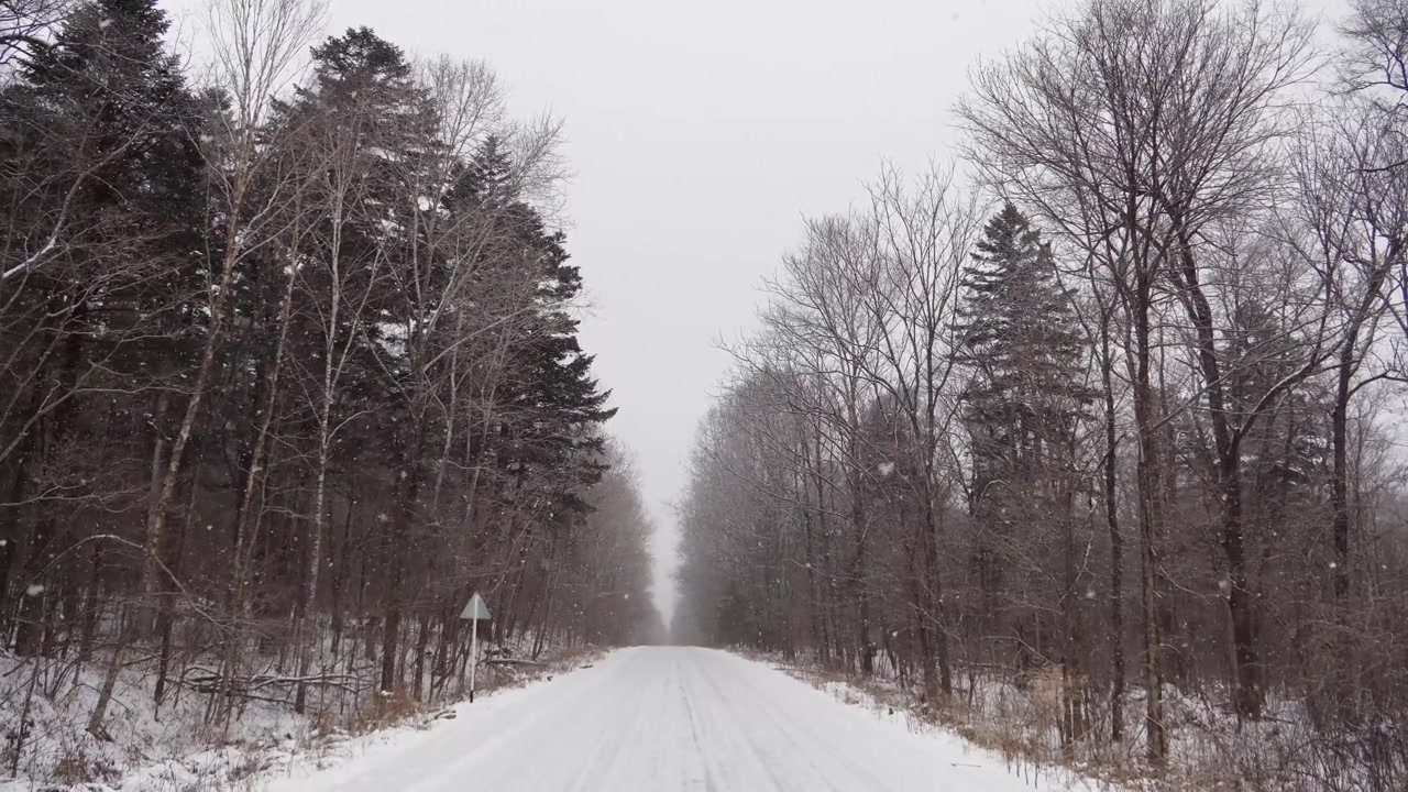雪林视频，飘落着雪花，俄罗斯的冬季景观，位于滨海边疆区乌苏里国家保护区视频素材画面3