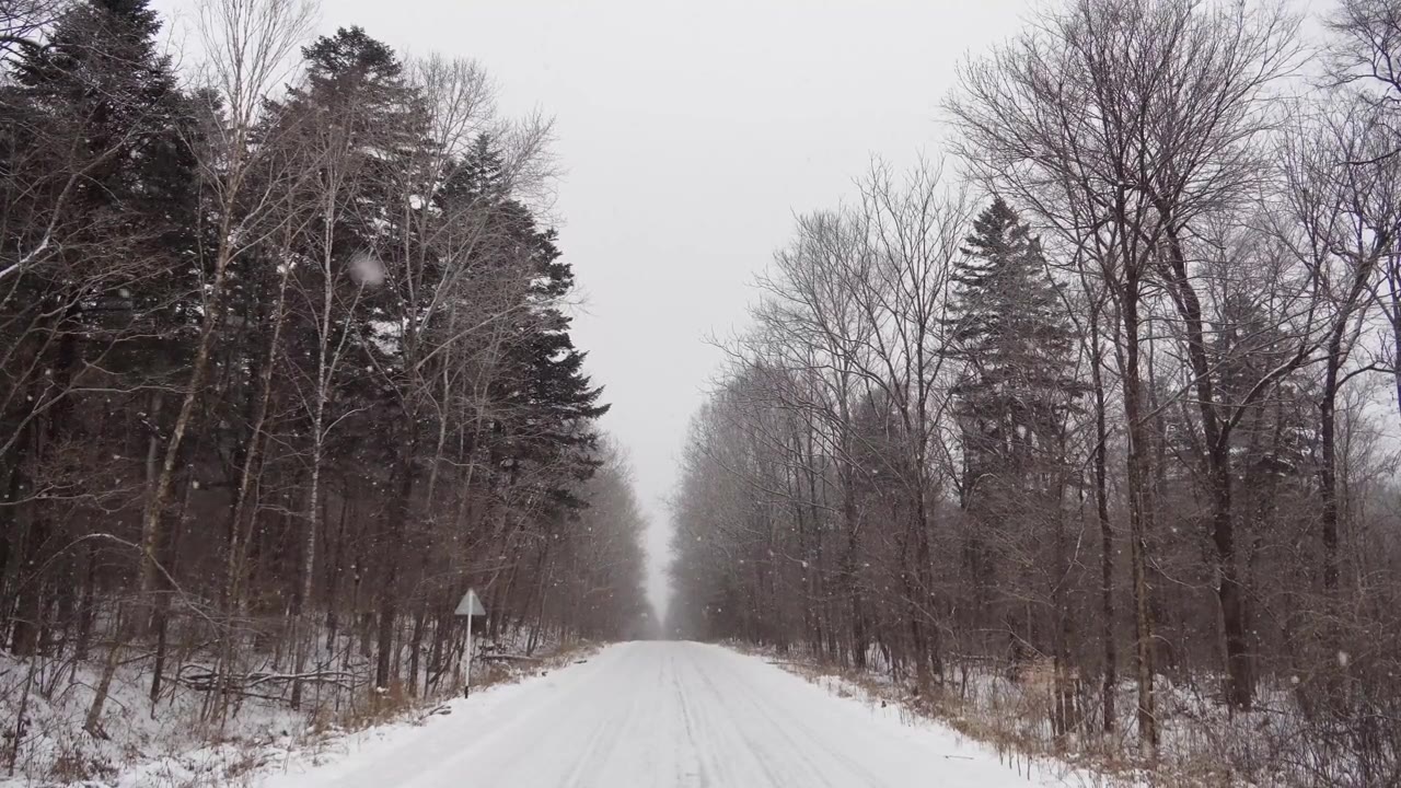 雪林视频，飘落着雪花，俄罗斯的冬季景观，位于滨海边疆区乌苏里国家保护区视频素材画面4