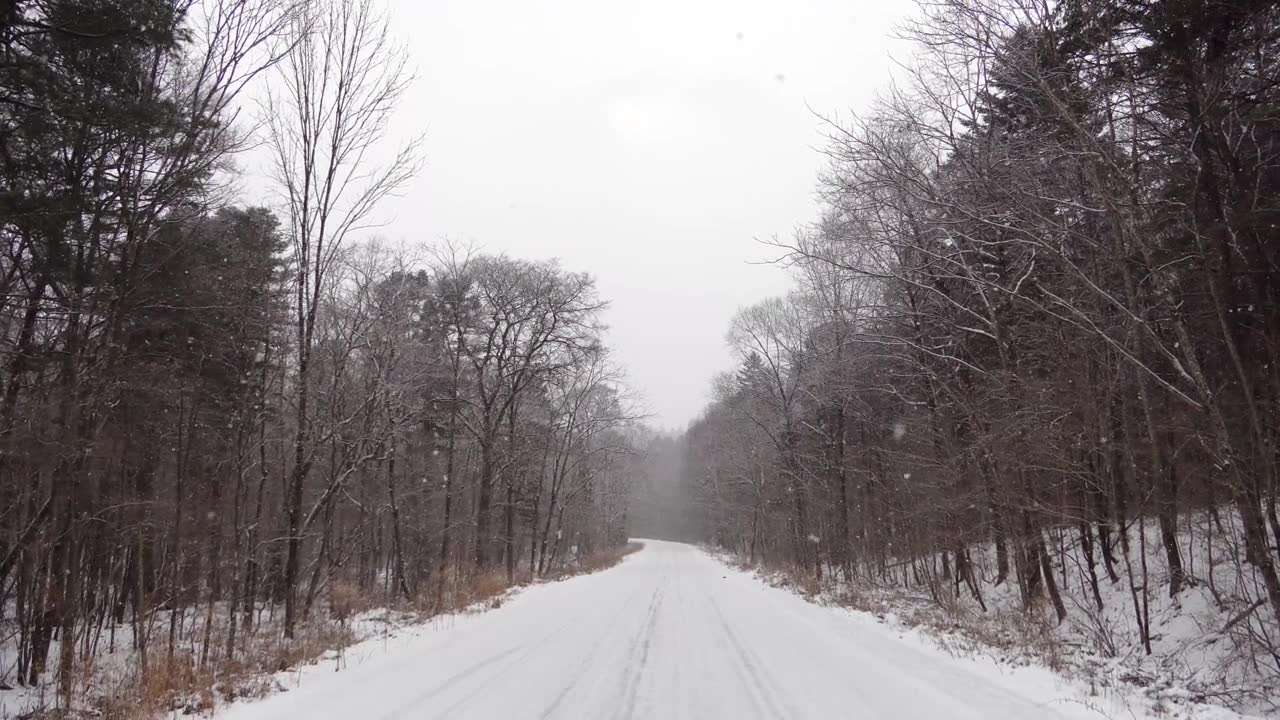 雪林视频，飘落着雪花，俄罗斯的冬季景观，位于滨海边疆区乌苏里国家保护区视频素材画面1