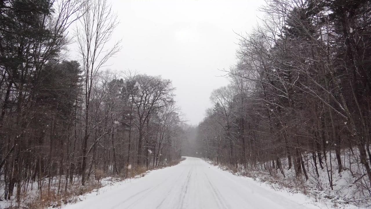 雪林视频，飘落着雪花，俄罗斯的冬季景观，位于滨海边疆区乌苏里国家保护区视频素材画面2