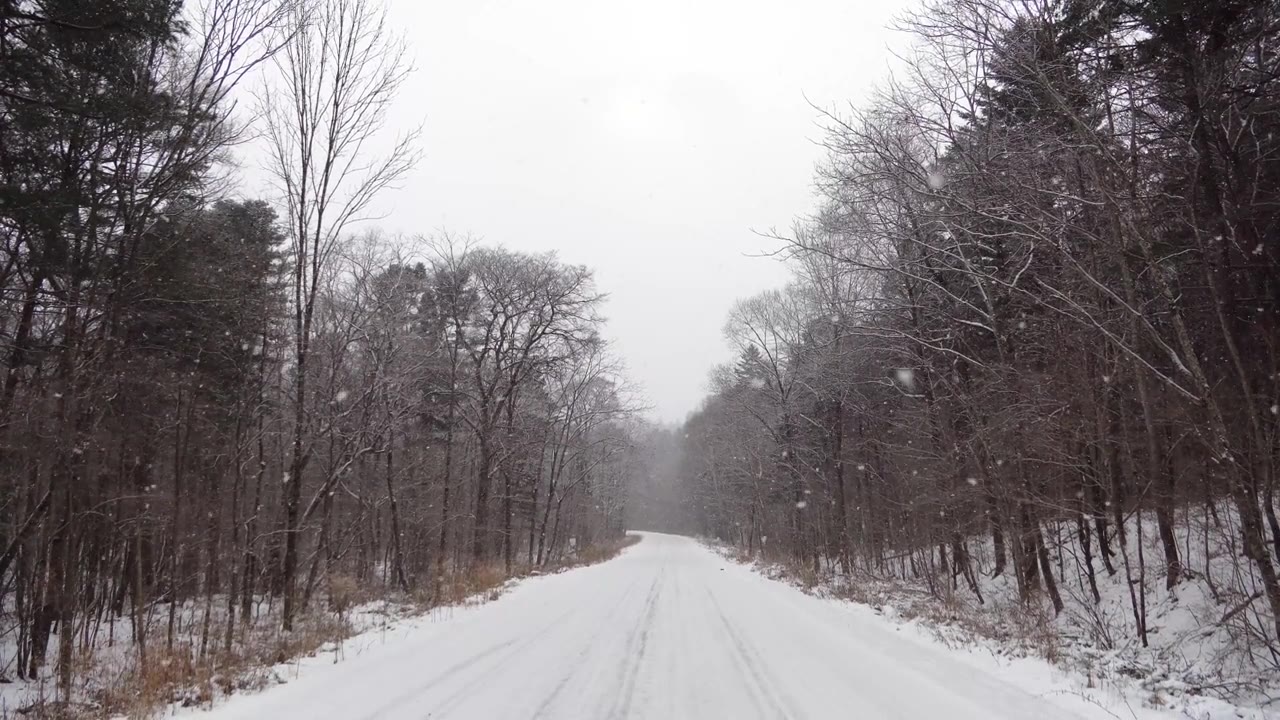 雪林视频，飘落着雪花，俄罗斯的冬季景观，位于滨海边疆区乌苏里国家保护区视频素材画面4