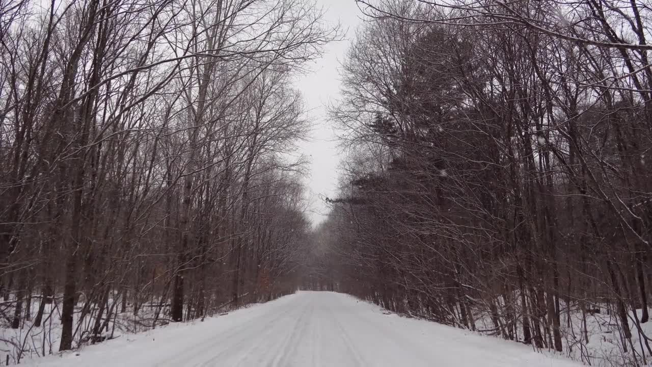 雪林视频，飘落的雪花，俄罗斯的冬季景观，滨海边疆区乌苏里斯克国家保护区视频素材画面1