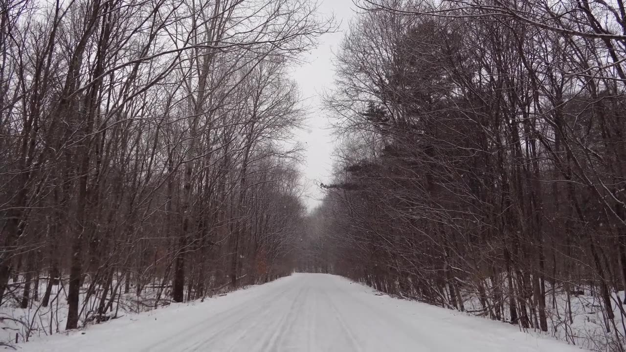 雪林视频，飘落的雪花，俄罗斯的冬季景观，滨海边疆区乌苏里斯克国家保护区视频素材画面2